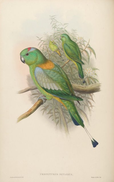 Prioniturus setarius = Prioniturus platurus von John Gould